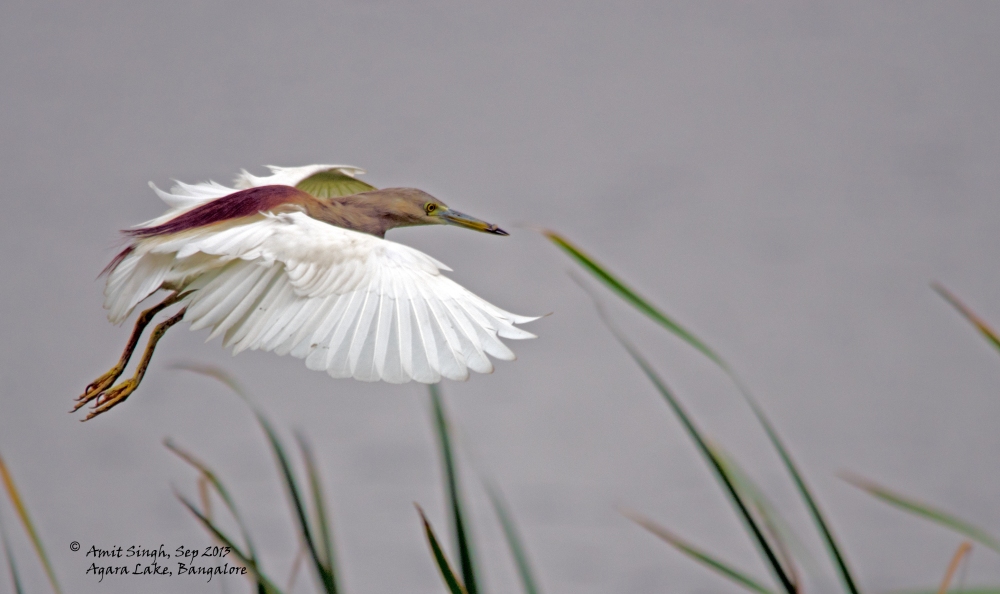 Indian Pond Heron (Ardeola grayii) in flight